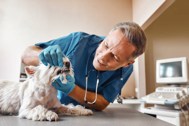Best Emergency Broken Tooth Repair in Highlands Ranch, CO